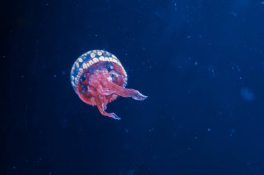 Su altı fotoğrafçılığı denizanası mastigias papua, benekli jöle, lagün jölesi, yakın plan altın Medusa.