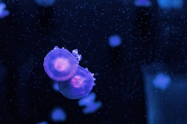 Su altı fotoğrafçılığı Cotylorhiza tuberculata, Akdeniz denizanası yakın çekim