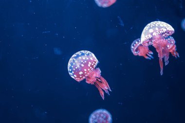 Su altı fotoğrafçılığı denizanası mastigias papua, benekli jöle, lagün jölesi, yakın plan altın Medusa.
