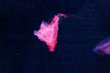 underwater photography jellyfish chrysaora melanaster, Northern Sea Nettle or brown jellyfish close-up clipart