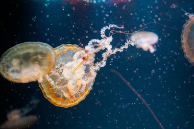 underwater photography jellyfish Chrysaora fuscescens, Pacific sea nettle, West Coast sea nettle close-up clipart