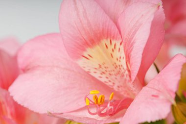 Pembe alstroemeria çiçeği, İnkaların Zambağı, izole edilmiş beyaz arka plan üzerinde vazoda.