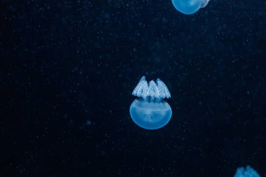 underwater photography jellyfish Blue Blubber Jelly, Catostylus mosaicus close-up clipart