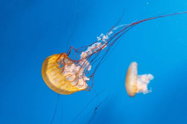 Sualtı fotoğrafçılığı denizanası Chrysaora Fuscescens, Pasifik deniz ısırganları, Batı Yakası deniz ısırganları