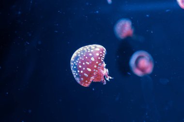 Su altı fotoğrafçılığı denizanası mastigias papua, benekli jöle, lagün jölesi, yakın plan altın Medusa.