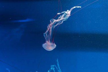 Denizanası fotoğrafçılığı. Mor çizgili denizanası. Chrysaora Colorata 'yı yakından çek.