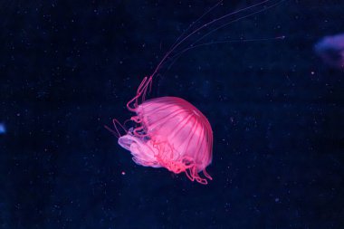 underwater photography jellyfish chrysaora melanaster, Northern Sea Nettle or brown jellyfish close-up clipart