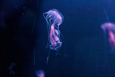 underwater photography jellyfish Chrysaora lactea, Milk Sea Nettle close-up clipart