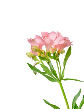 Pembe alstroemeria çiçeği, İnkaların Zambağı, izole edilmiş beyaz arka plan üzerinde vazoda.