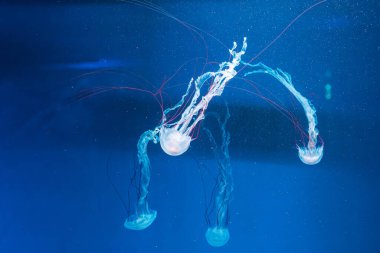 Denizanası fotoğrafçılığı. Mor çizgili denizanası. Chrysaora Colorata 'yı yakından çek.