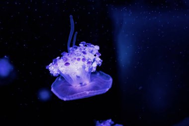 Su altı fotoğrafçılığı Cotylorhiza tuberculata, Akdeniz denizanası yakın çekim