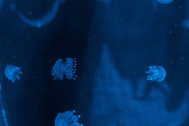 Denizanası Phyllorhiza punctata, Avustralya benekli denizanası yakın çekim