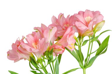 Pembe alstroemeria çiçeği, İnkaların Zambağı, izole edilmiş beyaz arka plan üzerinde vazoda.