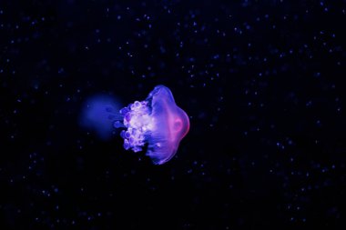 Su altı fotoğrafçılığı Cotylorhiza tuberculata, Akdeniz denizanası yakın çekim