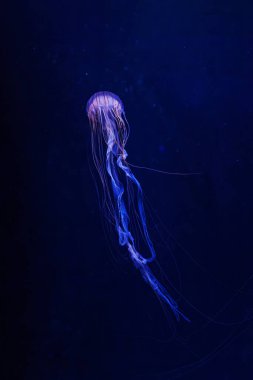 underwater photography jellyfish Chrysaora pacifica, Japanese sea nettle jellyfish close-up clipart