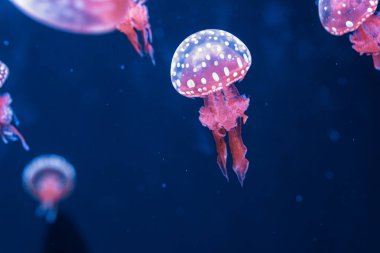Su altı fotoğrafçılığı denizanası mastigias papua, benekli jöle, lagün jölesi, yakın plan altın Medusa.