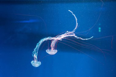 Denizanası fotoğrafçılığı. Mor çizgili denizanası. Chrysaora Colorata 'yı yakından çek.