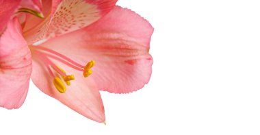 pink alstroemeria flower, Lily of the Incas, in vase on isolated white background close-up clipart