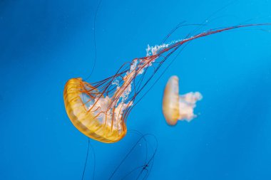 Sualtı fotoğrafçılığı denizanası Chrysaora Fuscescens, Pasifik deniz ısırganları, Batı Yakası deniz ısırganları