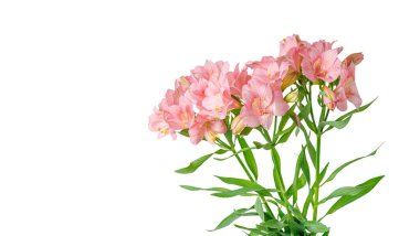 Pembe alstroemeria çiçeği, İnkaların Zambağı, izole edilmiş beyaz arka plan üzerinde vazoda.