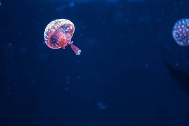 Su altı fotoğrafçılığı denizanası mastigias papua, benekli jöle, lagün jölesi, yakın plan altın Medusa.