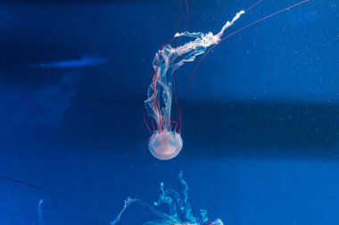 Denizanası fotoğrafçılığı. Mor çizgili denizanası. Chrysaora Colorata 'yı yakından çek.