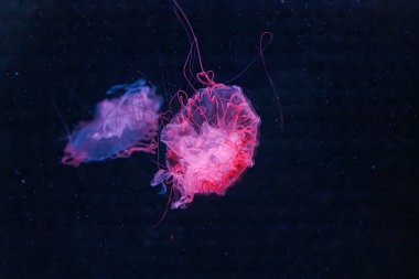 underwater photography jellyfish chrysaora melanaster, Northern Sea Nettle or brown jellyfish close-up clipart