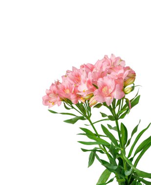Pembe alstroemeria çiçeği, İnkaların Zambağı, izole edilmiş beyaz arka plan üzerinde vazoda.