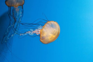 Sualtı fotoğrafçılığı denizanası Chrysaora Fuscescens, Pasifik deniz ısırganları, Batı Yakası deniz ısırganları