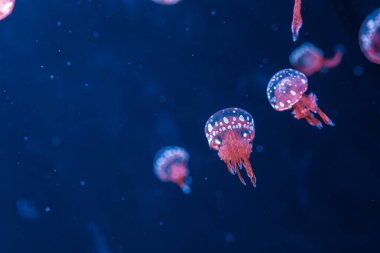 Su altı fotoğrafçılığı denizanası mastigias papua, benekli jöle, lagün jölesi, yakın plan altın Medusa.