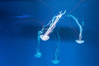 Denizanası fotoğrafçılığı. Mor çizgili denizanası. Chrysaora Colorata 'yı yakından çek.