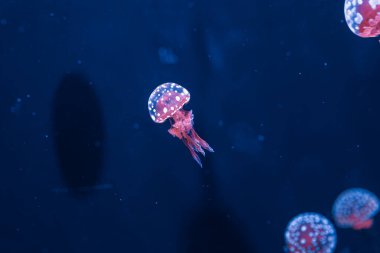Su altı fotoğrafçılığı denizanası mastigias papua, benekli jöle, lagün jölesi, yakın plan altın Medusa.