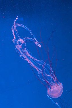 Denizanası fotoğrafçılığı. Mor çizgili denizanası. Chrysaora Colorata 'yı yakından çek.