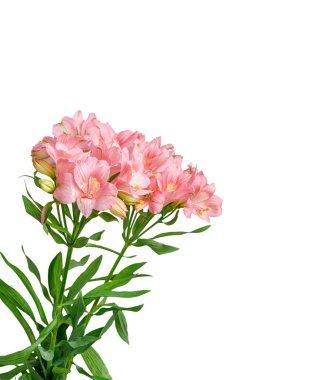 Pembe alstroemeria çiçeği, İnkaların Zambağı, izole edilmiş beyaz arka plan üzerinde vazoda.