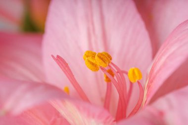 Pembe alstroemeria çiçeği, İnkaların Zambağı, izole edilmiş beyaz arka plan üzerinde vazoda.
