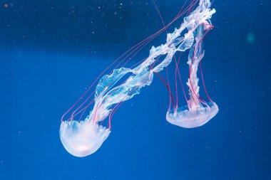 Denizanası fotoğrafçılığı. Mor çizgili denizanası. Chrysaora Colorata 'yı yakından çek.