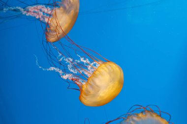 Sualtı fotoğrafçılığı denizanası Chrysaora Fuscescens, Pasifik deniz ısırganları, Batı Yakası deniz ısırganları