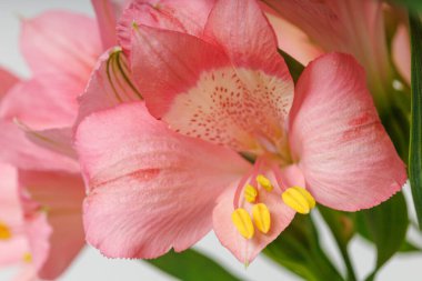 Pembe alstroemeria çiçeği, İnkaların Zambağı, izole edilmiş beyaz arka plan üzerinde vazoda.