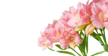 Pembe alstroemeria çiçeği, İnkaların Zambağı, izole edilmiş beyaz arka plan üzerinde vazoda.