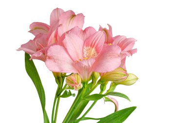 Pembe alstroemeria çiçeği, İnkaların Zambağı, izole edilmiş beyaz arka plan üzerinde vazoda.