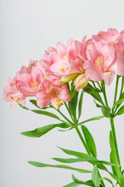 Pembe alstroemeria çiçeği, İnkaların Zambağı, izole edilmiş beyaz arka plan üzerinde vazoda.
