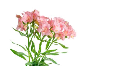 Pembe alstroemeria çiçeği, İnkaların Zambağı, izole edilmiş beyaz arka plan üzerinde vazoda.