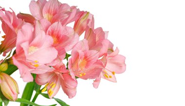 Pembe alstroemeria çiçeği, İnkaların Zambağı, izole edilmiş beyaz arka plan üzerinde vazoda.