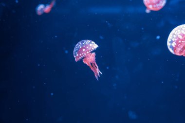 Su altı fotoğrafçılığı denizanası mastigias papua, benekli jöle, lagün jölesi, yakın plan altın Medusa.