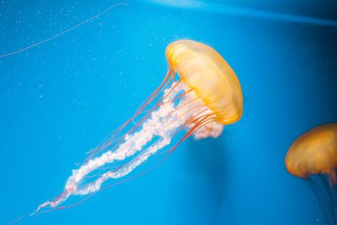 Sualtı fotoğrafçılığı denizanası Chrysaora Fuscescens, Pasifik deniz ısırganları, Batı Yakası deniz ısırganları