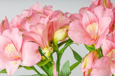 Pembe alstroemeria çiçeği, İnkaların Zambağı, izole edilmiş beyaz arka plan üzerinde vazoda.