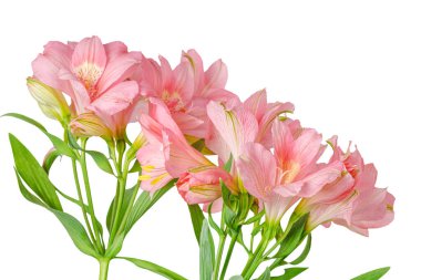 Pembe alstroemeria çiçeği, İnkaların Zambağı, izole edilmiş beyaz arka plan üzerinde vazoda.