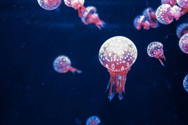 Su altı fotoğrafçılığı denizanası mastigias papua, benekli jöle, lagün jölesi, yakın plan altın Medusa.