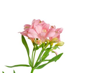 Pembe alstroemeria çiçeği, İnkaların Zambağı, izole edilmiş beyaz arka plan üzerinde vazoda.