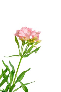 Pembe alstroemeria çiçeği, İnkaların Zambağı, izole edilmiş beyaz arka plan üzerinde vazoda.